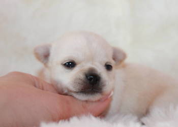 Chihuahua długowłosy chłopiec ZKwP FCI z prawdziwym rodowodem!