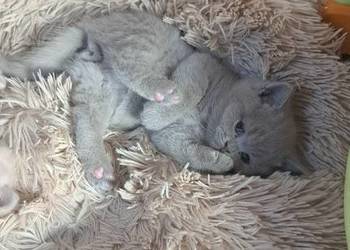 Rezerwacja Kocurek brytyjski liliowy