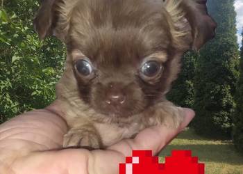 Chihuahua sunia długowłosa FCI