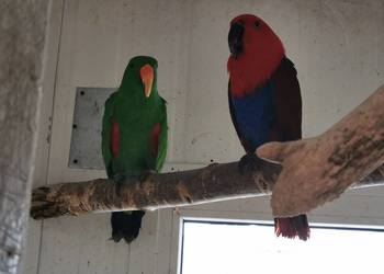 Para Lora Wielka Lory Wielkie Dorosła Legowa