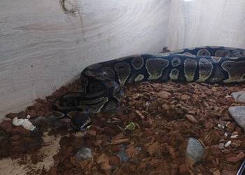 Sprzedam dorosła samice asphalt