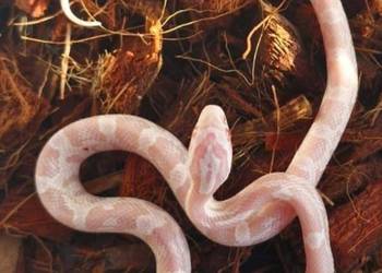 Wąż zbożowy Pantherophis guttatus strawberry snow