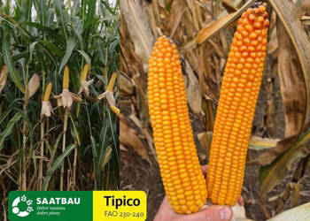 Materiał siewny kukurydza Tipico na ziarno/kiszonkę + Optiplus na ptaki