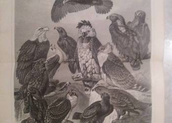 Stara rycina z Meyers Lexikon z 1897 roku "Adler' Orzeł