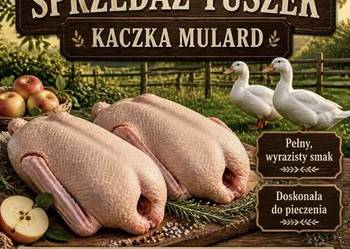 Sprzedam kaczkogęsi Mulard