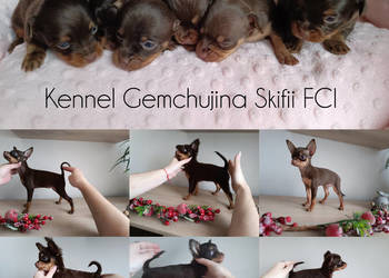 Rosyjski Toy z dokumentami FCI