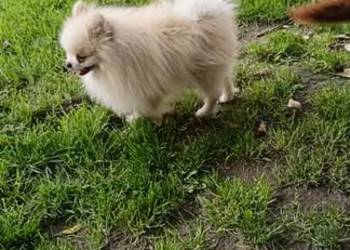 Szpic miniaturowy pomeranian