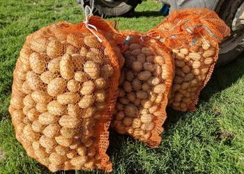 Ziemniaki jadalne Soraya żółte ekologiczne naturalne