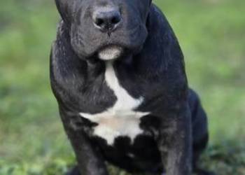American Bandog American