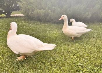 Kaczki francuskie białe – odchowane parki i pojedyncze sztuki