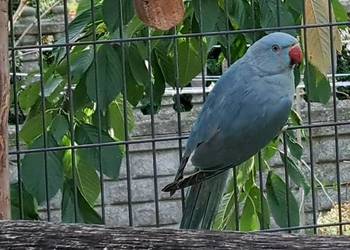 Sprzedam papugi aleksandretty obrożne