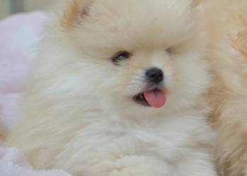 SZPIC MINIATUROWY POMERANIAN PIĘKNE KREMOWE PIESKI