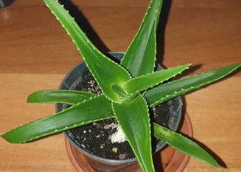 Aloes zielony, sukulent