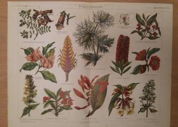 Stara niemiecka rycina z Meyers Lexikon z 1897 roku