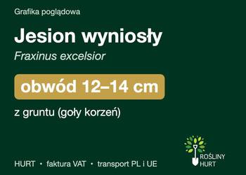 Jesion wyniosły (Fraxinus excelsior) obwód 12-14 cm, z gruntu – HURT
