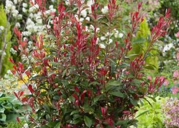 GŁOGOWNIK FRASERA Carre Rouge - sadzonki w doniczkach