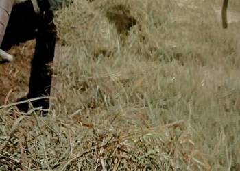 Siano baloty bale owsionka słoma z trawą