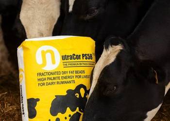 Tłuszcz paszowy palmowy trójglicerydy dla krów bydła NutreaCor PS85