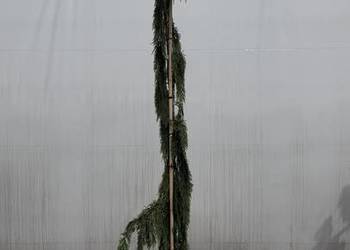 Cyprysik nutkajski "Moonshot" 250cm+