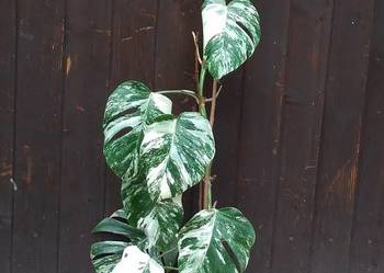 Monstera Variegata, Wariegata