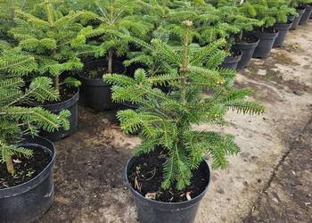 Jodła Kaukaska, Jodła Koreańska