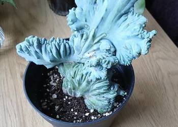 Myrtillocactus geometrizans cristata kolekcjonerski