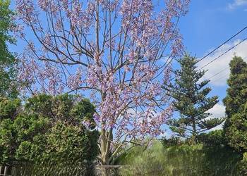 drzewo tlenowe - paulownia