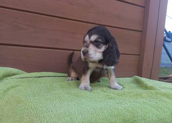 Cocker Spaniel Angielski Piesek