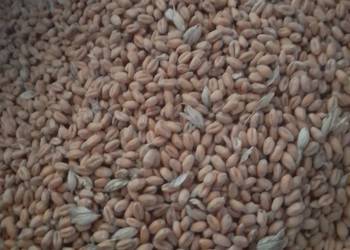 Pszenica zanęta,pokarm