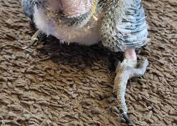 Are araraune sprzedam do dalszego rk