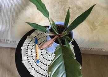 Filodendron Choco Empress