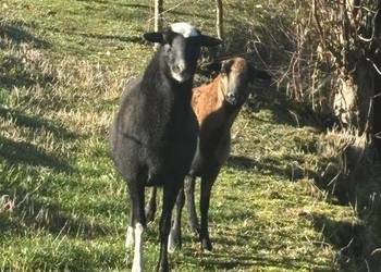 Owce kameruńskie Owce kameruńskie