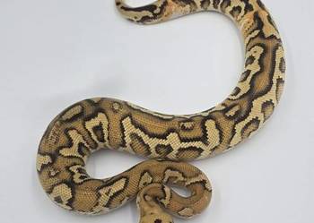 Pyton Królewski Samiec Leopard Fire Stranger Clown