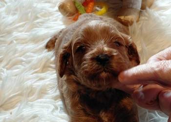Cavapoo- red