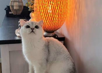 srebrne pointy kocięta brytyjskie