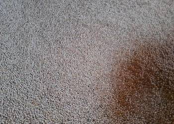 Sprzedam groch paszowy, 50 t