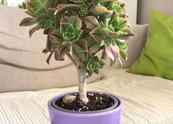 Drzewko Aeonium leucoblepharum 'Red Stripe'