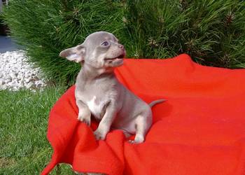 Suczka chihuahua liliowa