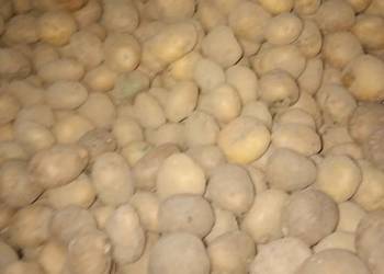 Ziemniak sadzeniak 1kg