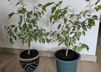 Fikus Beniamin do wyboru. Kwiaty doniczkowy, domowy