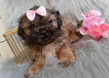 Gotowa do odbioru suczka rasy Shih-Tzu