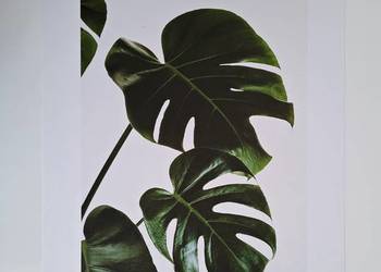Plakat 30 x 40 monstera rośliny