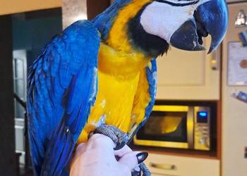 Ara ararauna - samce / samice 2025