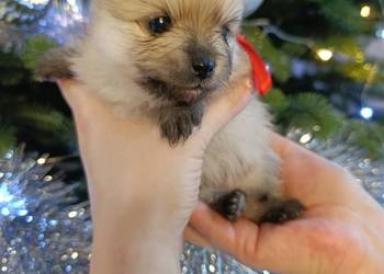 Szpic miniaturowy. Przepiękny maluch.r