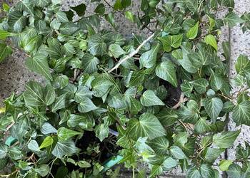 Bluszcz laurowy Hedera helix "Teardrop" sadz Kraków