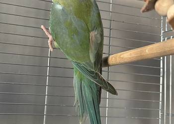 Papuga Aleksandretta Obrożna