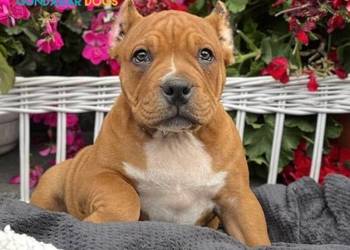 American Bully ABKC  suczka
