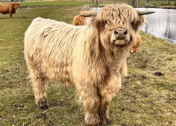 Bydlo szkockie Highland Cattle