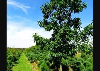 Dąb czerwony. Duże drzewo quercus rubra 7-8 m, 25-30 cm obw