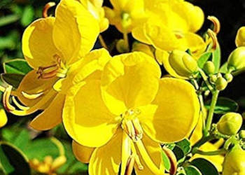 CASSIA TORA Cassia tora - NASIONA 100g